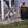 puppy, dog, grass, concrete, bucket, paper_bag, outdoor, young_dog, pets, sidewalk, curious, ears_up, small_dog, ground, fence, yard, nature, animal, alert, standing