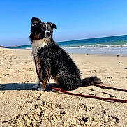 Valko a rejoint le concours — aidez-le/la à gagner de superbes lots ! animal, beach, blue_sky, canine, daytime, dog, fur, landscape, leash, nature, ocean, outdoor, pet, sand, seaside, sitting, sky, sunny, water, wet_fur