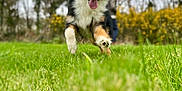 Valko participe au concours pour gagner de l'argent avec cette photo : animal, canine, cockerspaniel, collie, dog, field, grass, grassland, green, lawn, nature, outdoors, papillon, park, person, pet, plant, puppy, tree, vegetation