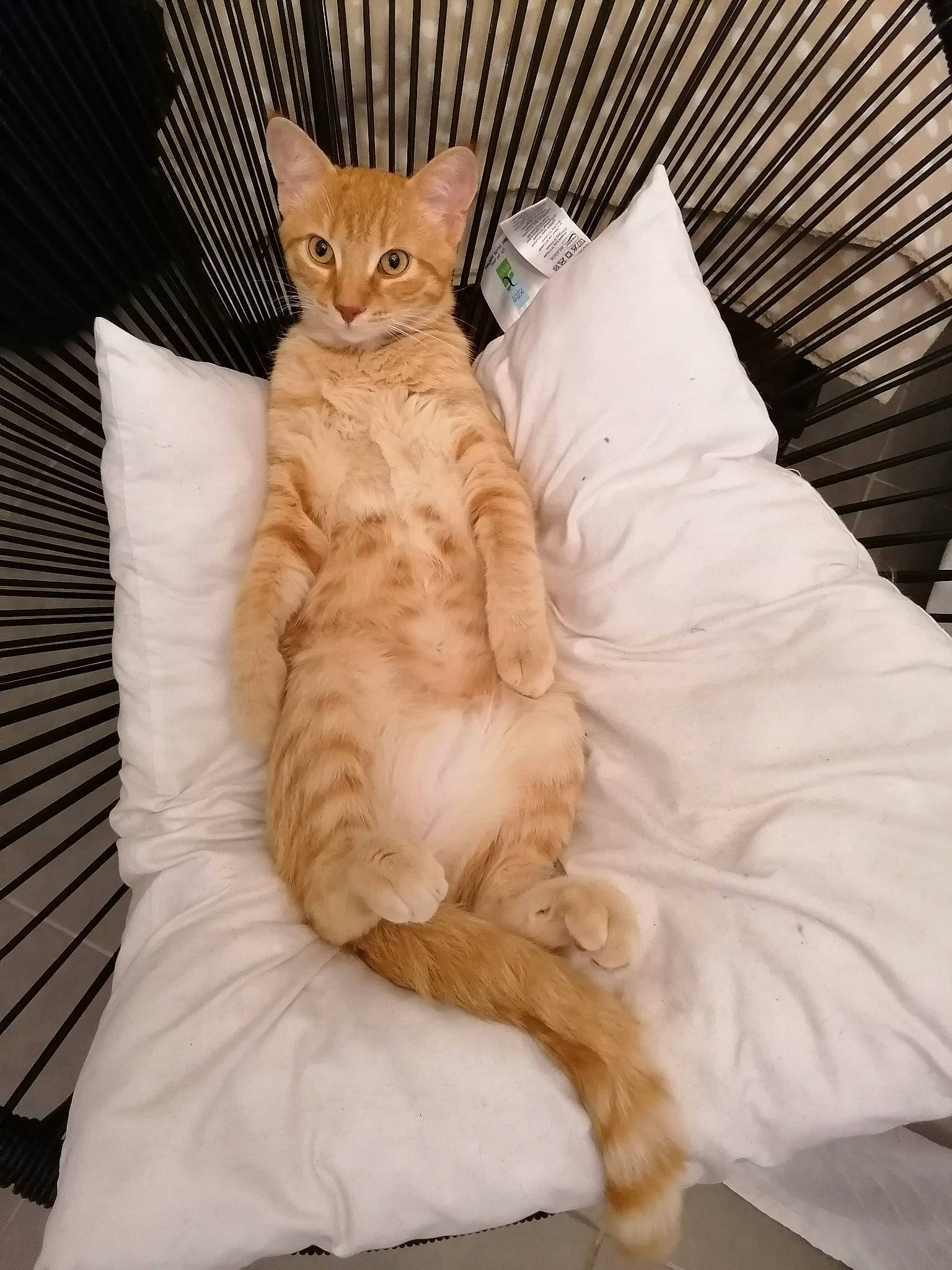 Hilton participe au concours pour gagner de l'argent avec cette photo : aegean_cat, asian, carnivore, cat, european_shorthair, fawn, felidae, fur, furniture, german_rex, kitten, mammal, oriental_longhair, sitting, small_to_medium_sized_cats, tail, whiskers