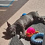 Zoé a rejoint le concours — aidez-le/la à gagner de superbes lots ! puppy, dog, toy, pink_ball, blue_ring, rope_toy, carpet, sunlight, indoor, relaxed, laying_down, floor, shadow, pet, cute, small_dog, playful, animal, domestic, cozy