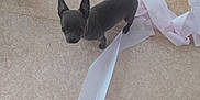 Zoé a rejoint le concours — aidez-le/la à gagner de superbes lots ! puppy, dog, toilet_paper, floor, curious, black_dog, small_dog, indoor, pet, ears, eyes, playful, mess, paper, animal, young_dog, canine, looking_up, mischievous, home