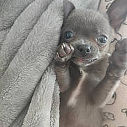 Zoé participe au concours pour gagner de l'argent avec cette photo : puppy, dog, blanket, cozy, cute, small, pet, paw, fur, snuggled, wide_eyes, indoor, animal, sleepy, soft, face, nose, ears, tiny, comfort