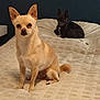 dog, chihuahua, bed, bedding, beige, black_dog, tan_dog, pet, indoor, fur, ears, small_dog, animal, cute, resting, looking, portrait, canine, domestic, quiet
