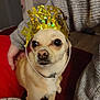 Tina a rejoint le concours — aidez-le/la à gagner de superbes lots ! dog, small_dog, birthday_crown, headband, pet, indoor, person, hand, red_blanket, cozy, curious, animal, light_brown_fur, celebration, collar, close_up, cute, companion, warm_clothing, home