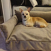 Tina a rejoint le concours — aidez-le/la à gagner de superbes lots ! dog, small_dog, tan_dog, pet_sofa, indoor, living_room, cushion, plush, relaxed, looking_at_camera, furniture, cozy, carpet, pet_bed, home, animal, companion, cute, ears_up, sitting