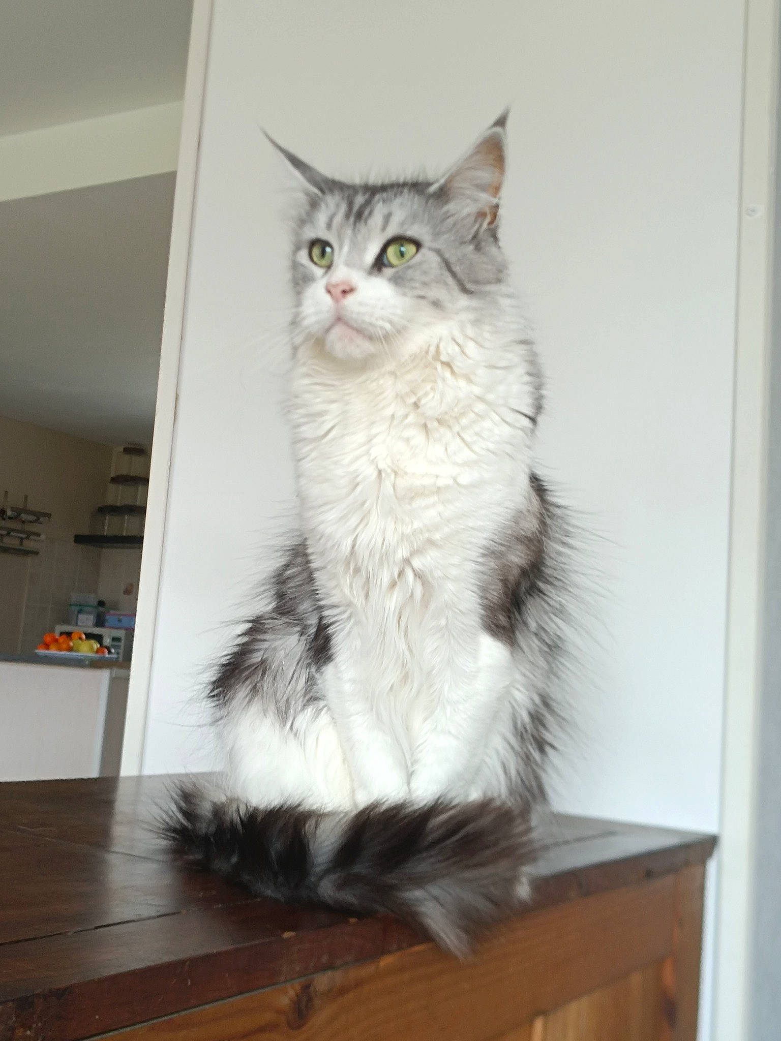 Nevy a rejoint le concours — aidez-le/la à gagner de superbes lots ! british_longhair, carnivore, cat, domestic_short_haired_cat, door, drawer, felidae, flooring, fur, hardwood, laminate_flooring, paw, room, small_to_medium_sized_cats, tail, whiskers, window, wood, wood_flooring, wood_stain