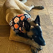 Titian is registered to the contest to win money with this photo: animal, bandana, black, brown, canine, crossed_paws, cute, decorative, dog, ears_up, fall, fur, halloween, indoor, looking_up, lying_down, pet, pumpkin, resting, wooden_floor