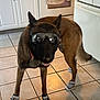 Titian joined the competition — help win amazing prizes! animal, appliance, brown_dog, cabinet, canine, dog, domestic, floor, footwear, funny, goggles, indoor, kitchen, oven, pet, pet_accessories, shoes, standing, tile_floor, towel