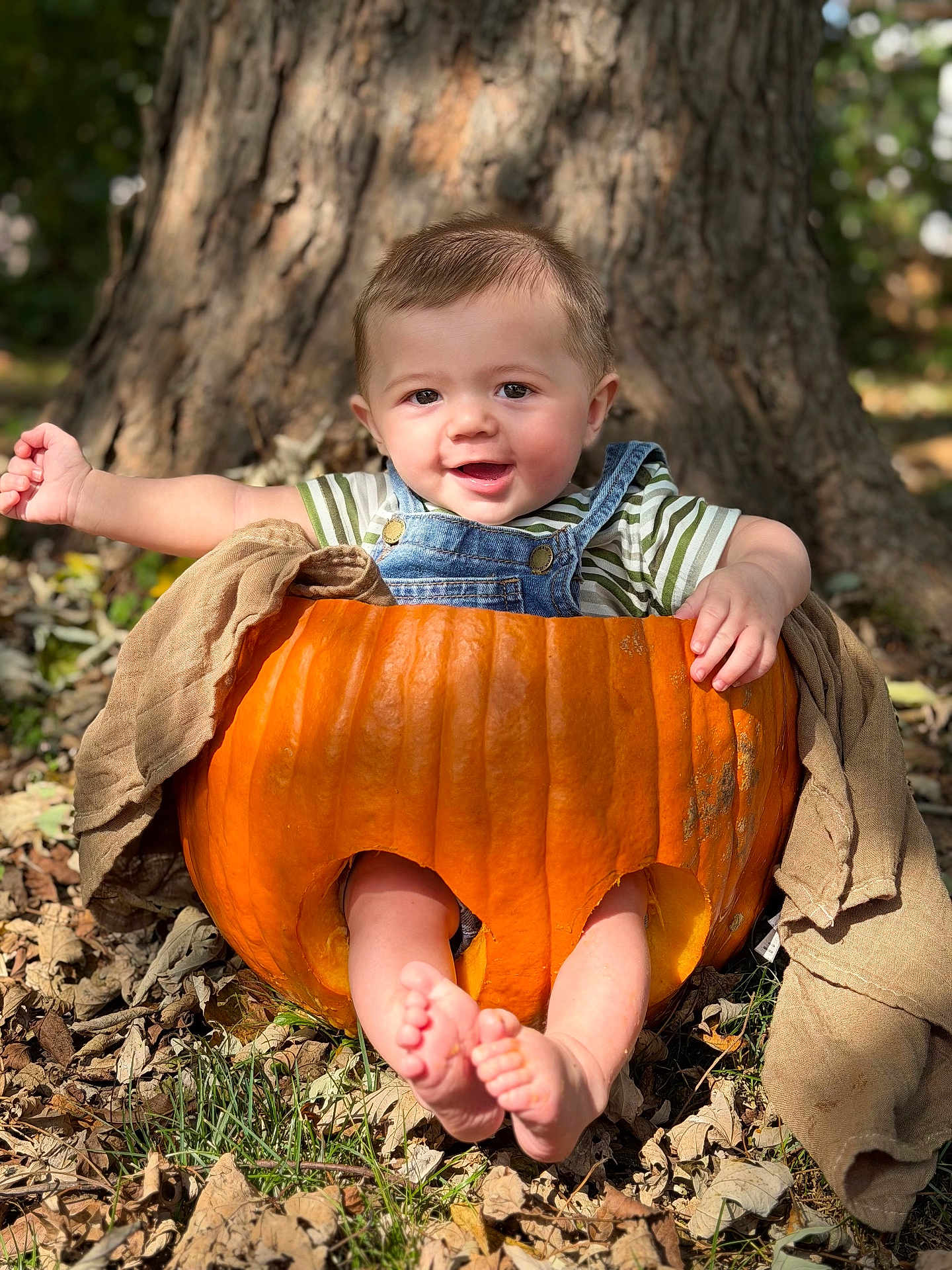 Nick is registered to the contest to win money with this photo: baby, pumpkin, autumn, tree, leaves, outdoor, smiling, child, nature, grass, blanket, fall, cute, sunlight, overalls, seasonal, happy, portrait, feet, playful
