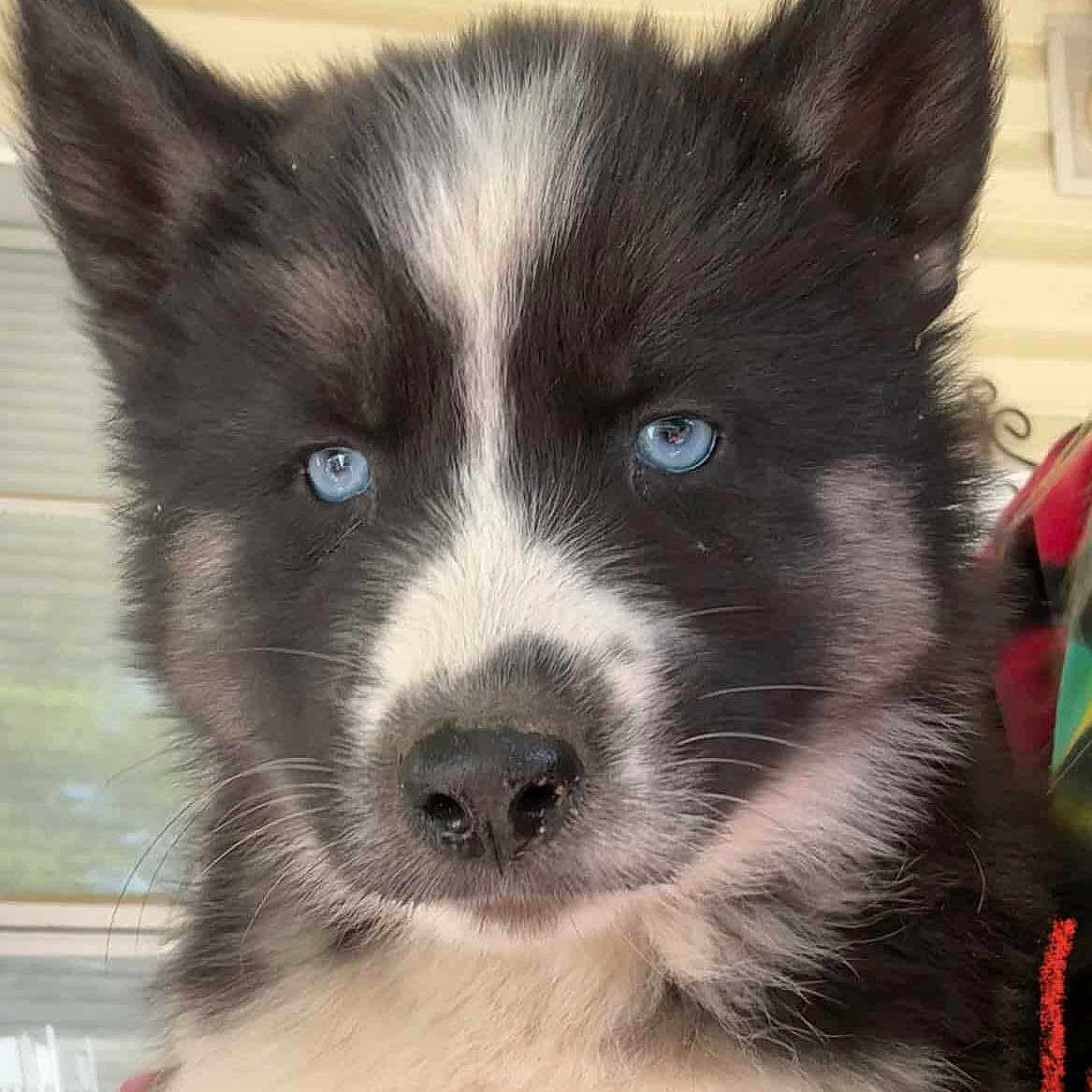 Demon is registered to the contest to win money with this photo: animal, canine, cat, collie, dog, eskimodog, husky, pet, puppy, snout, whitedog