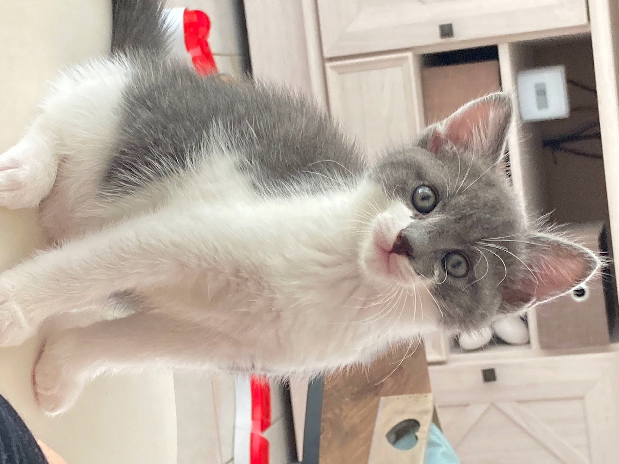 Smoothie participe au concours pour gagner de l'argent avec cette photo : carnivore, cat, domestic_short_haired_cat, felidae, fur, paw, small_to_medium_sized_cats, tail, whiskers, window