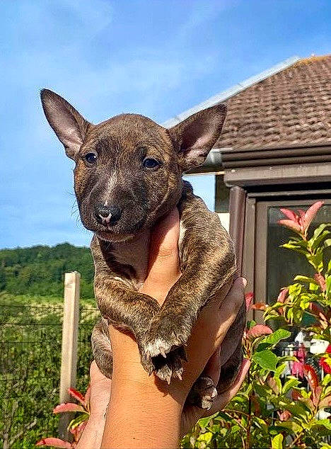 Roy a rejoint le concours — aidez-le/la à gagner de superbes lots ! art, cloud, fawn, fur, grass, grassland, koala, landscape, marsupial, plant, sky, snout, tableware, terrestrial_animal, tree, vegetable, whiskers, wildlife, wood, working_animal