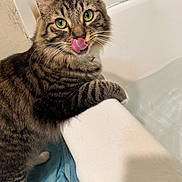 Rex joined the competition — help win amazing prizes! animal, bathroom, bathtub, cat, clean, closeup, curious, domestic_animal, feline, fur, green_eyes, indoor, licking, paws, pet, playful, striped, tabby, towel, whiskers