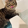 animal, bathroom, bathtub, cat, clean, closeup, curious, domestic_animal, feline, fur, green_eyes, indoor, licking, paws, pet, playful, striped, tabby, towel, whiskers