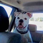 Rampage is registered to the contest to win money with this photo: dog, white_dog, pet, car_interior, backseat, collar, animal, canine, window, seat, happy, tongue_out, ears, nose, looking, vehicle, transport, daylight, domestic_animal, portrait