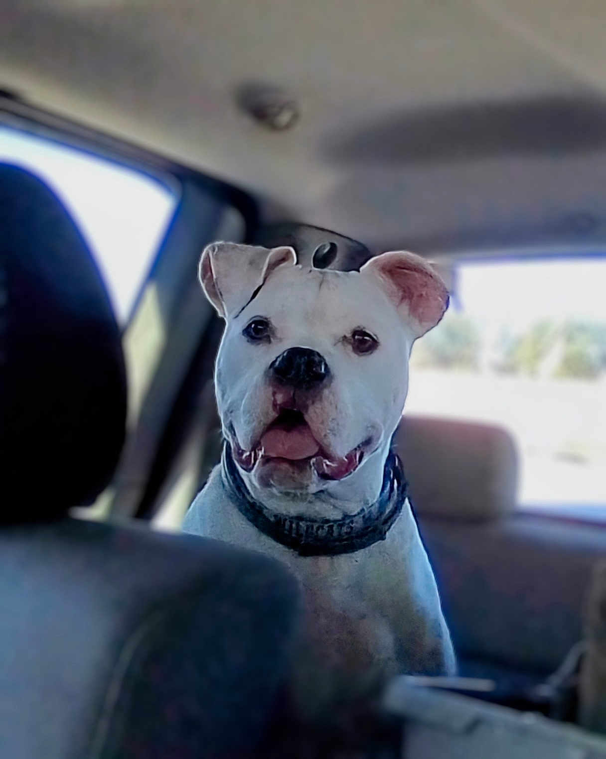 Rampage is registered to the contest to win money with this photo: dog, white_dog, pet, car_interior, backseat, collar, animal, canine, window, seat, happy, tongue_out, ears, nose, looking, vehicle, transport, daylight, domestic_animal, portrait