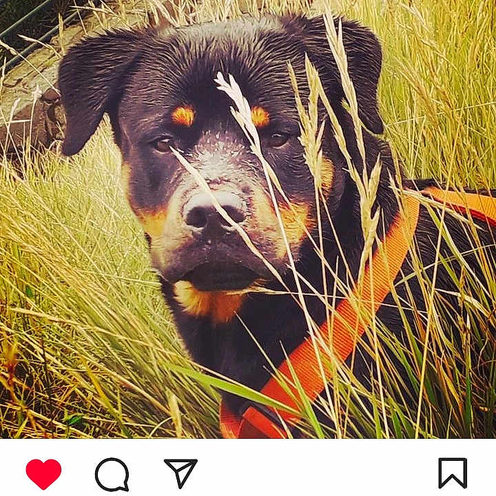 Snoop