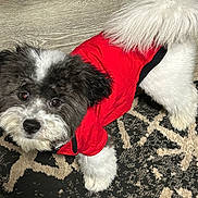 Ace joined the competition — help win amazing prizes! adorable, animal, black_and_white, canine, carpet, clothing, companion, cute, dog, domestic, fluffy, fur, home, indoor, looking_up, pet, playful, puppy, red_hoodie, small_dog