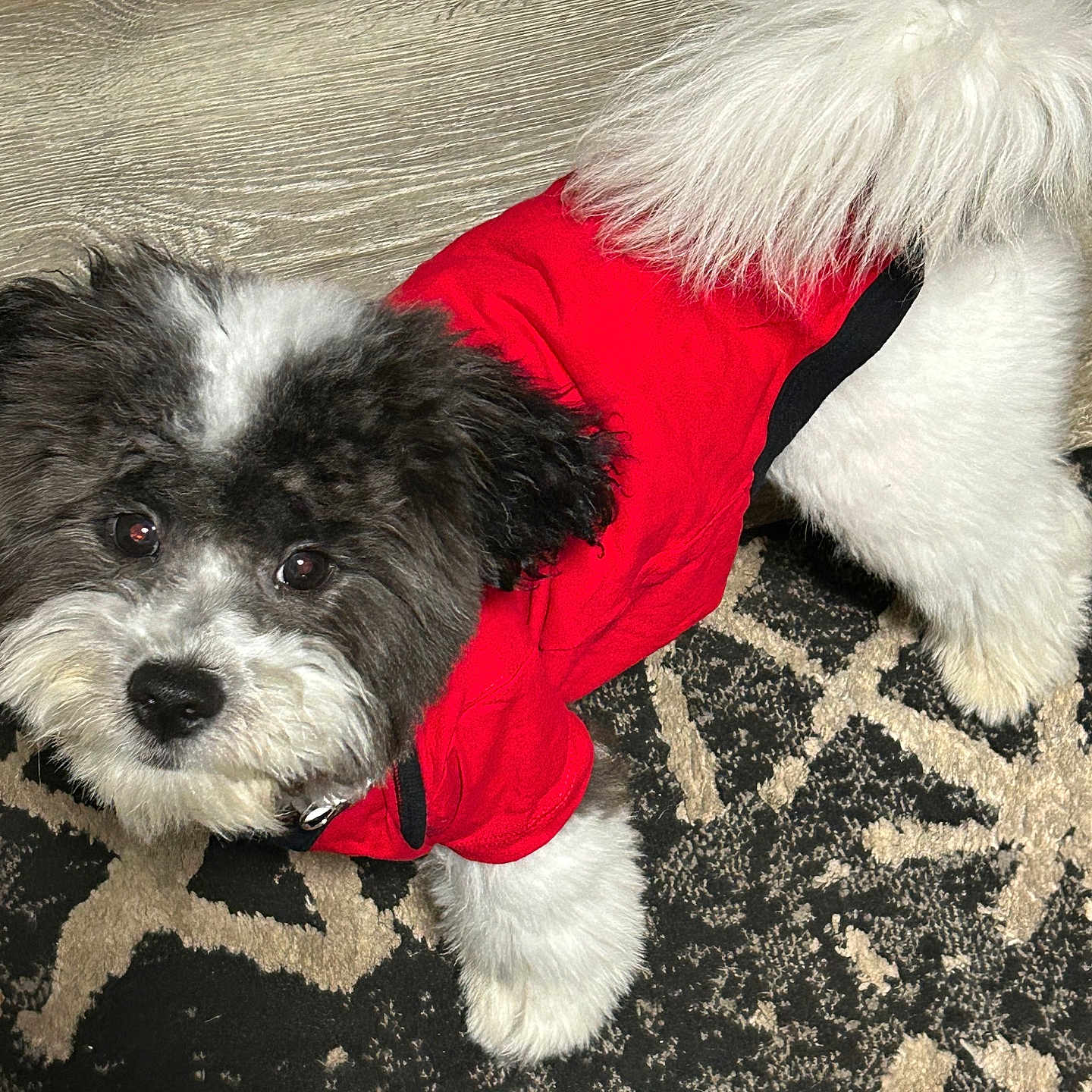 Ace joined the competition — help win amazing prizes! adorable, animal, black_and_white, canine, carpet, clothing, companion, cute, dog, domestic, fluffy, fur, home, indoor, looking_up, pet, playful, puppy, red_hoodie, small_dog
