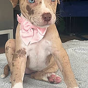 Tilly is registered to the contest to win money with this photo: animal, blanket, blue_eyes, brown_spots, cute, dog, ears, expression, front_legs, fur, indoor, nose, pet, pink_bow_tie, puppy, sitting, star_pattern, whiskers, white_paws, young
