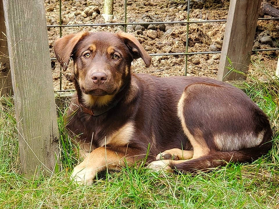 Dally is registered to the contest to win money with this photo: carnivore, companion_dog, dog, dog_breed, fawn, fence, grass, gun_dog, hunting_dog, liver, plant, snout, sporting_group, terrestrial_animal, whiskers, working_animal