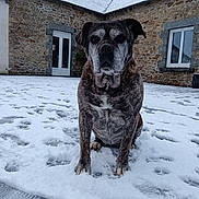 Jana participe au concours pour gagner de l'argent avec cette photo : animal, brindle, calm, cold, daytime, dog, door, front_view, house, outdoor, pavement, pet, quiet, residential, sitting, snow, snowy_ground, stone_house, windows, winter