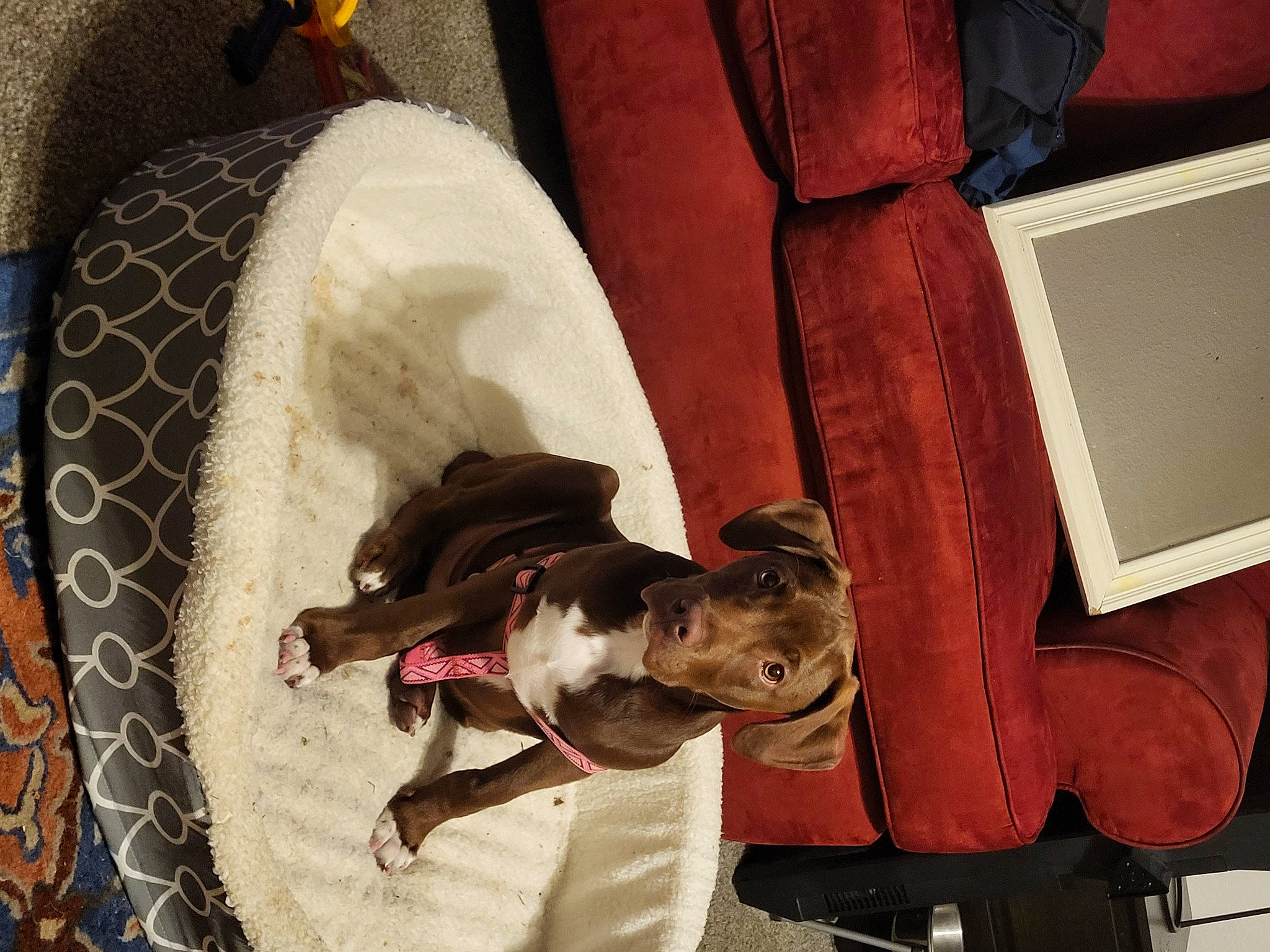 Webber is registered to the contest to win money with this photo: canidae, carnivore, collar, comfort, companion_dog, dog, dog_breed, dog_collar, dog_supply, fawn, fur, guard_dog, non_sporting_group, pet_supply, snout, sporting_group, working_animal