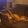 dog, couch, brown, indoor, lamp, relaxed, pet, furniture, living_room, legs_up, playful, canine, upside_down, home, cozy, smiling, toy, carpet, resting, domestic_animal