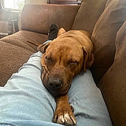 Oliver joined the competition — help win amazing prizes! dog, sleeping, brown_dog, couch, jeans, lap, indoor, cozy, resting, paw, furniture, window, natural_light, relaxation, casual, home, pet, comfort, brown_cushion, person