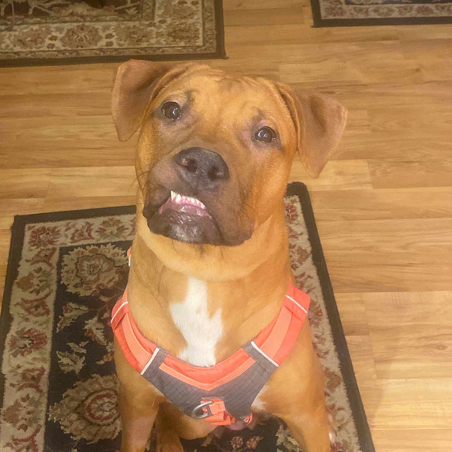 Oliver is registered to the contest to win money with this photo: animal, brown_dog, canine, companion, dog, domestic_animal, ears, expression, flooring, household, indoor, looking_up, muzzle, orange_harness, patterned_rug, pet, rug, sitting, teeth, wooden_floor