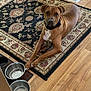 Oliver joined the competition — help win amazing prizes! dog, brown_dog, indoor, rug, decorative_rug, wood_floor, metal_bowl, pet, animal, collar, floor, looking, resting, domestic, canine, household, empty_bowl, paws, attention, fur