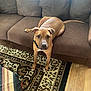 Oliver is registered to the contest to win money with this photo: dog, brown_dog, couch, rug, indoor, wooden_floor, collar, pet, animal, living_room, patterned_rug, furniture, curious, looking_up, sunlight, window, home, floor, domestic, canine
