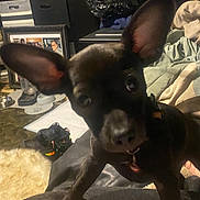 Coco is registered to the contest to win money with this photo: dog, black_dog, small_dog, large_ears, indoor, household, clutter, blanket, shoes, framed_photos, floor, curious, pet, close_up, leather, fabric, background, domestic, animal, canine