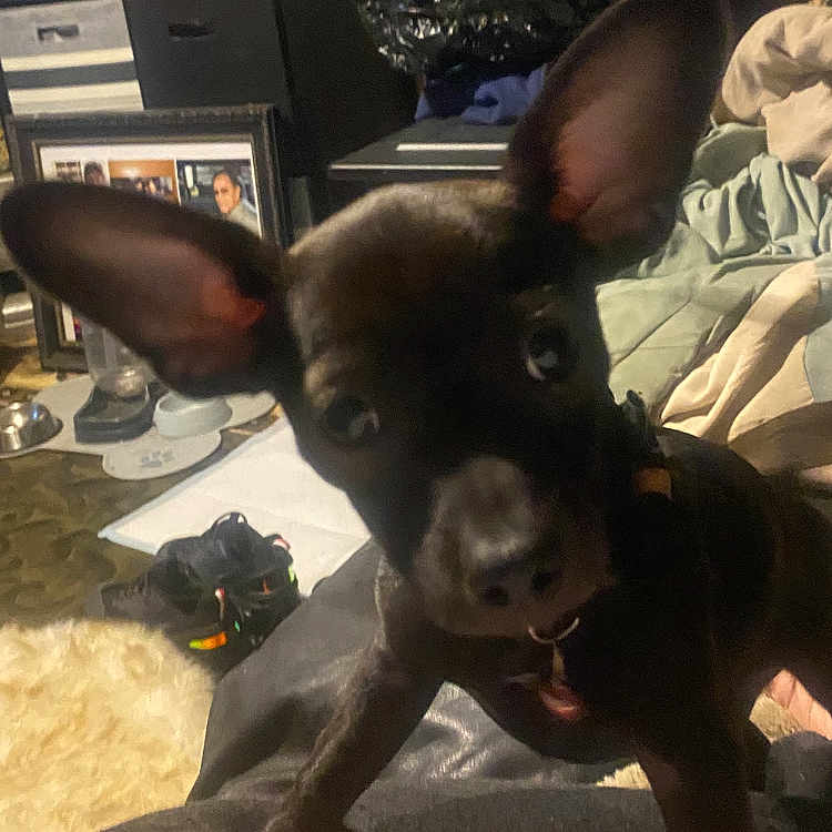 Coco is registered to the contest to win money with this photo: animal, background, black_dog, blanket, canine, close_up, clutter, curious, dog, domestic, fabric, floor, framed_photos, household, indoor, large_ears, leather, pet, shoes, small_dog