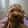 Charlie is registered to the contest to win money with this photo: dog, bed, indoor, curly_hair, fluffy, window, blinds, nightstand, bedding, purple_blanket, hand, wall, floor, pet, cozy, furniture, room, close_up, muzzle, fur