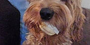 Charlie is registered to the contest to win money with this photo: dog, pet, curly_fur, chew_toy, indoor, couch, blanket, brown_fur, relaxed, animal, companion, furry, snout, paw, laying_down, domestic_animal, canine, cute, fluffy, household