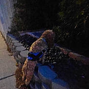 Charlie is registered to the contest to win money with this photo: dog, night, outdoor, sidewalk, stone_wall, harness, leash, bushes, dark, pet, canine, walking, garden, pavement, curb, small_dog, furry, animal, evening, urban