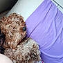 Charlie joined the competition — help win amazing prizes! dog, curly_fur, bed, pillow, purple_pillow, snuggling, sleepy, pet, animal, cozy, resting, indoor, close_up, cute, furry, relaxed, companion, domestic, fur, warm
