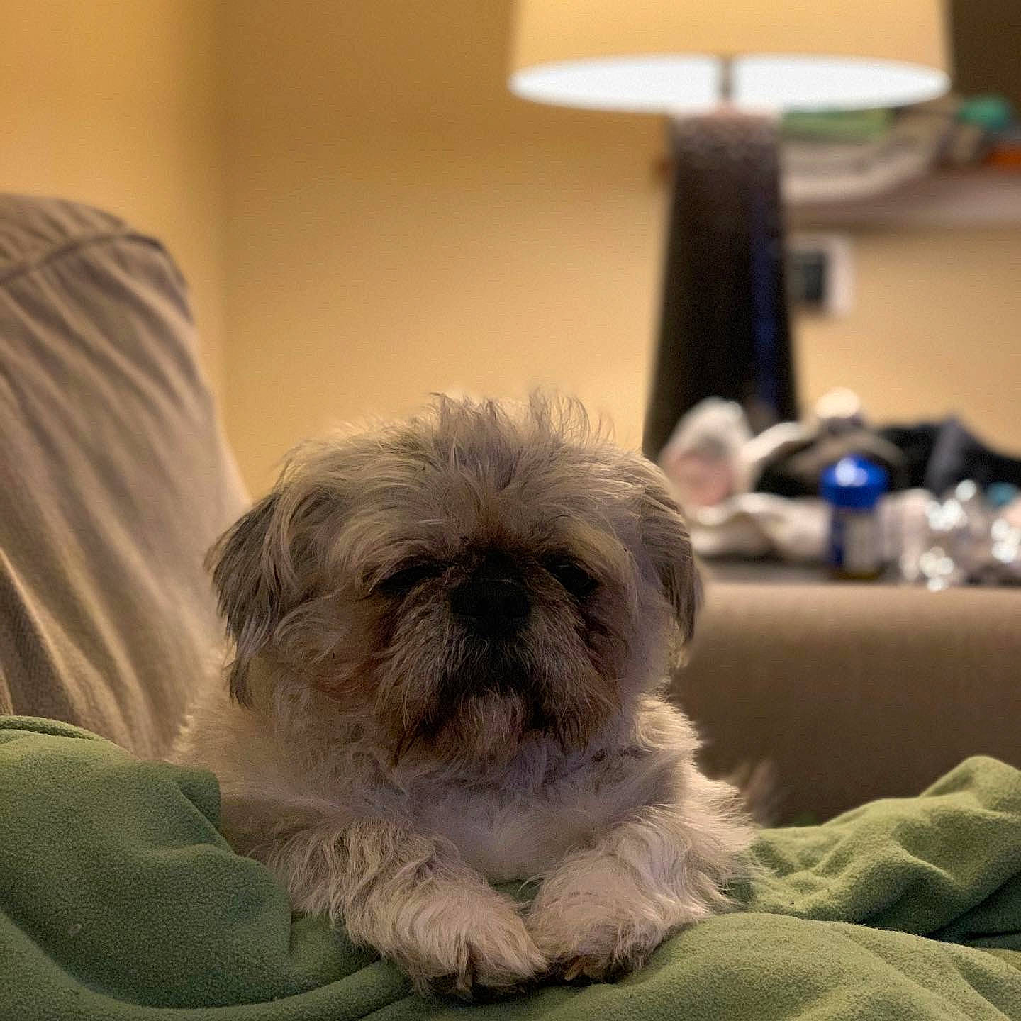 Muffin is registered to the contest to win money with this photo: affenpinscher, canidae, carnivore, chinese_imperial_dog, companion_dog, dog, dog_breed, eye, fur, lhasa_apso, mammal, morkie, pekapoo, puppy, shih_tzu, skin, snout, sporting_group, toy_dog, vertebrate