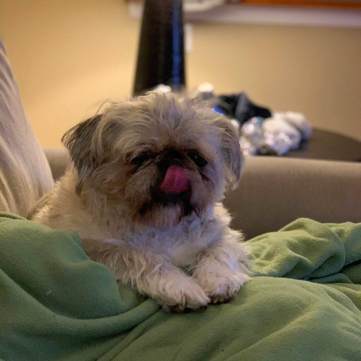 Muffin joined the competition — help win amazing prizes! affenpinscher, bolonka, canidae, carnivore, chinese_imperial_dog, companion_dog, dog, dog_breed, fur, lhasa_apso, maltepoo, mammal, morkie, pekapoo, puppy, schnoodle, shih_tzu, skin, snout, vertebrate