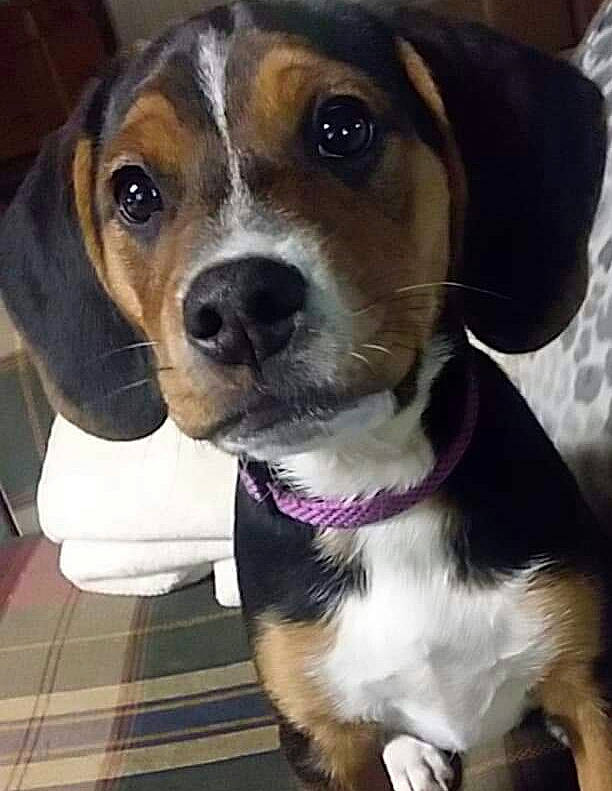 Nellie joined the competition — help win amazing prizes! american_foxhound, beagador, beagle, beagle_harrier, beaglier, canidae, carnivore, companion_dog, dog, dog_breed, finnish_hound, hamiltonstovare, harrier, mammal, pocket_beagle, puppy, rare_breed_dog, snout, treeing_walker_coonhound, vertebrate