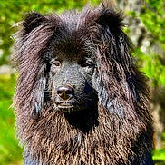 Albert a rejoint le concours — aidez-le/la à gagner de superbes lots ! dog, animal, portrait, fluffy, fur, outdoor, nature, greenery, canine, mammal, pet, wild_look, closeup, majestic, mane, fur_texture, forest, sunlight, daylight, focused