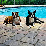 Susie is registered to the contest to win money with this photo: dog, boston_terrier, pool, sunlight, outdoor, paved_floor, pet, animal, relaxing, laying_down, brown_dog, black_and_white_dog, fence, greenery, shaded_area, summer, canine, resting, backyard, leisure