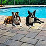 dog, boston_terrier, pool, sunlight, outdoor, paved_floor, pet, animal, relaxing, laying_down, brown_dog, black_and_white_dog, fence, greenery, shaded_area, summer, canine, resting, backyard, leisure