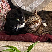 Romy Et Lulu a rejoint le concours — aidez-le/la à gagner de superbes lots ! cat, cats, black_cat, tabby_cat, couch, pillow, plant, indoor, cozy, snuggling, feline, pet, fur, whiskers, relaxed, home, furniture, pattern, leaf, resting