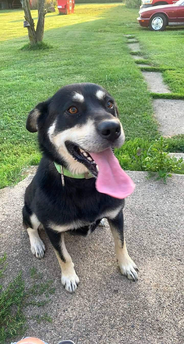 Stella Rose joined the competition — help win amazing prizes! borador, canidae, carnivore, collar, companion_dog, dog, dog_breed, dog_collar, fur, grass, guard_dog, personal_protective_equipment, plant, road_surface, snout, sporting_group, terrestrial_animal, whiskers, working_animal, working_dog