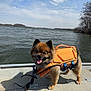 Koda is registered to the contest to win money with this photo: dog, life_jacket, boat, water, lake, sky, clouds, sunglasses, outdoor, pet, summer, happy, tongue_out, fishing_rod, wooden_deck, canine, nature, daytime, animal, adventure