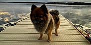 Koda joined the competition — help win amazing prizes! dog, dock, lake, water, cloudy_sky, fishing_rod, outdoor, animal, pet, fur, nature, reflection, landscape, calm, daytime, canine, paws, tail, sky, wood
