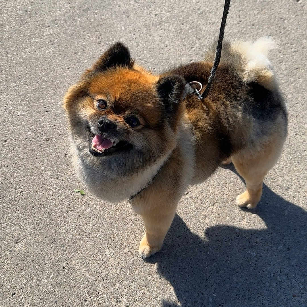Koda joined the competition — help win amazing prizes! animal, canine, companion, cute, daylight, dog, fluffy, friendly, fur, happy, leash, outdoor, pet, pomeranian, shadow, sidewalk, small_dog, smiling, sunlight, walking